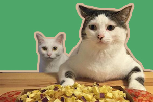 猫猫不吃东西怎么办