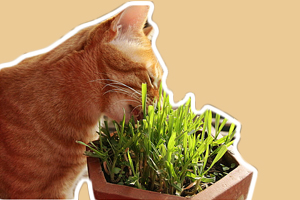 猫草怎么种