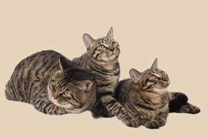 狸花猫怎么养