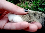 猫咪脚肉垫判断性格 猫咪脚肉垫类型代表不同性格