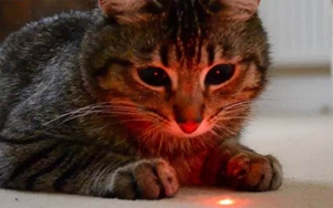 猫为什么喜欢激光笔 激光笔逗猫注意事项