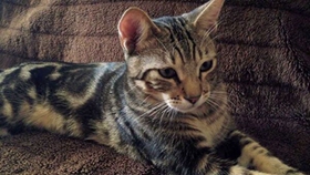肯尼亚猫喂什么 肯尼亚猫喂食选择