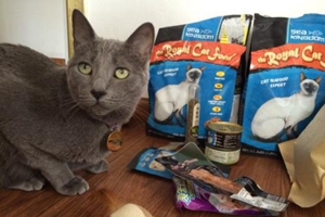 猫粮怎么选