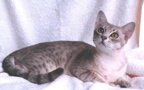 澳大利亚雾猫吃什么 澳大利亚雾猫喂养手册