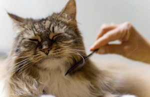 猫掉毛怎么办