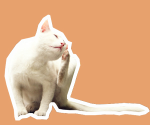 猫驱虫怎么做