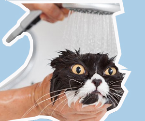 猫为什么怕水