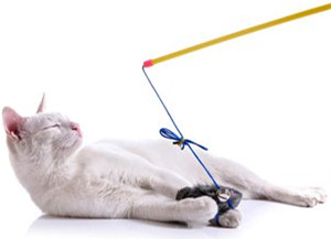 逗猫棒怎么用