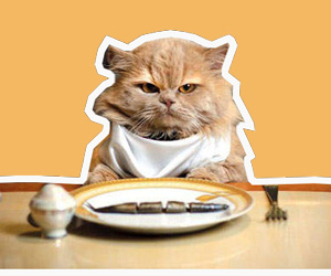 猫饭的做法