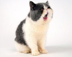 猫咪口臭怎么办