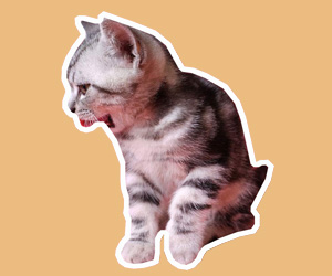 猫食欲不振怎么办