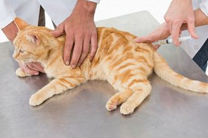 猫疫苗怎么打