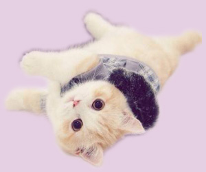 小奶猫怎么养