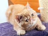 猫猫的性格有哪些?猫咪12种性格解析