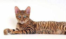 玩具虎猫幼猫一天喂几次 幼猫喂食次数是关键