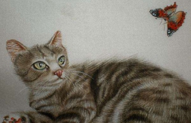 澳大利亚雾猫要剃毛吗 剃毛判断原理