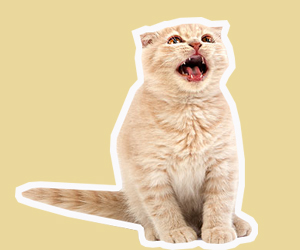猫一直叫怎么办