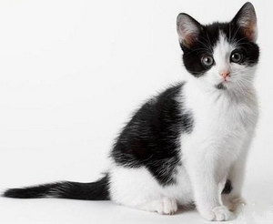 猫咪不同行为动作的需求和想法解析