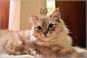 褴褛猫怎么洗澡  褴褛猫洗澡护理方法