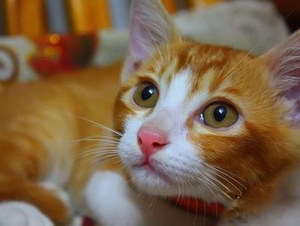 猫咪性格怎么判断 根据猫咪毛色判断性格
