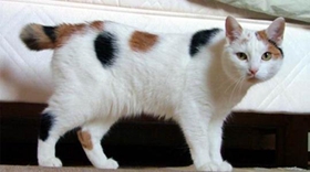 马恩岛猫怎么养 马恩岛猫幼猫饲养方法