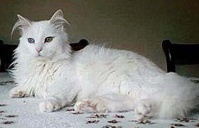蒂凡尼猫多久洗一次澡 蒂凡尼猫洗澡注意事项