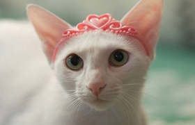 怎么给东方猫洗澡 东方猫洗澡步骤