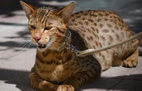 阿舍拉猫指甲怎么剪 阿舍拉猫剪指甲方法