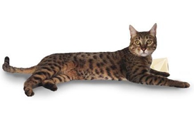 加州闪亮猫吃什么 加州闪亮猫喂养指南