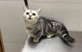 曼基康猫怎么洗澡 短腿猫洗澡要点