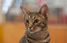 奥西猫友善吗 奥西猫性格习性介绍