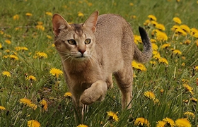 怎么给非洲狮子猫剪指甲 非洲狮子猫剪指甲技巧