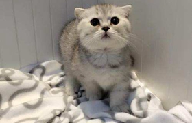 曼基康猫能吃鸭肝吗 曼基康猫不能吃内脏类
