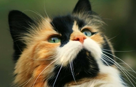 马恩岛猫能吃生肉吗 生肉不能吃