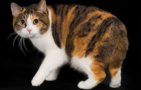马恩岛猫有体味怎么办 马恩岛猫有体味解决办法