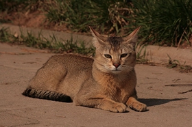 非洲狮子猫怎么梳毛 非洲狮子猫梳毛方法