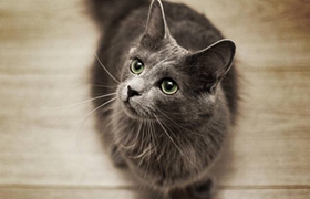 内华达猫性格怎么样 内华达猫性格介绍