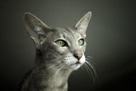 东方猫猫毛怎么清理 教你猫毛清理小技巧