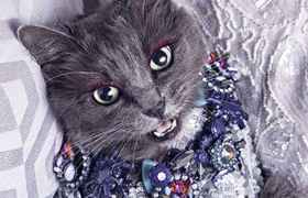 内华达猫好养吗 内华达猫生活习性介绍