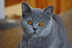 沙特尔猫毛发怎么护理 沙特尔猫毛发护理方法