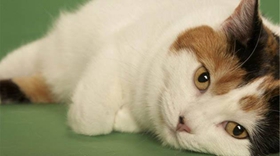 马恩岛猫掉毛怎么办 马恩岛猫掉毛原因介绍
