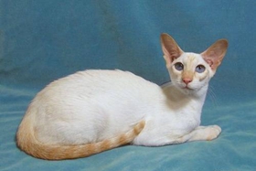 重点色短毛猫怎么养 重点色短毛猫养护知识