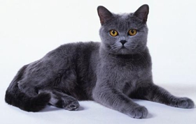 沙特尔猫怎么剪指甲 沙特尔猫剪指甲方法