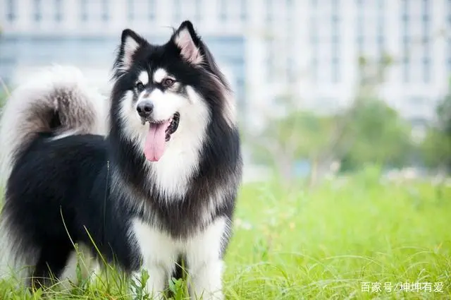 阿拉斯加犬能长多少斤