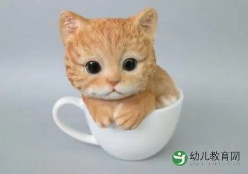 杯子猫多少钱一只