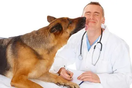 宠物狗体检需要多少钱