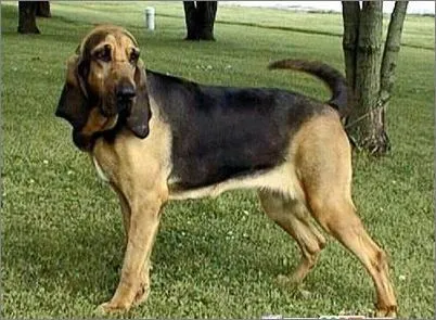 德国猎犬多少钱一只