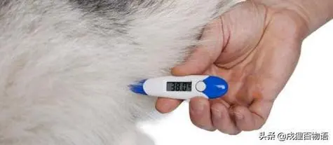 狗的体温多少度正常