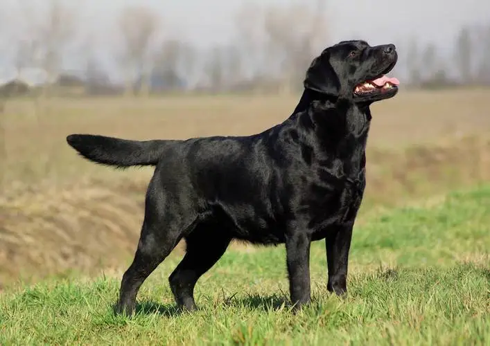 黑色拉布拉多犬多少钱一只
