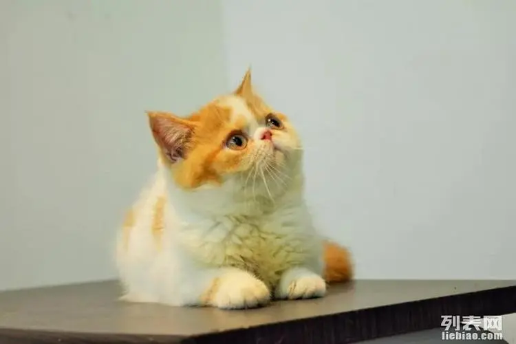 黄白加菲猫多少钱